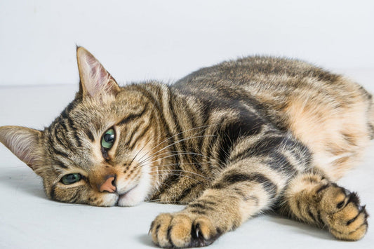 The Hidden Risk of Inactivity — Is Your Cat Gaining Too Much Weight?