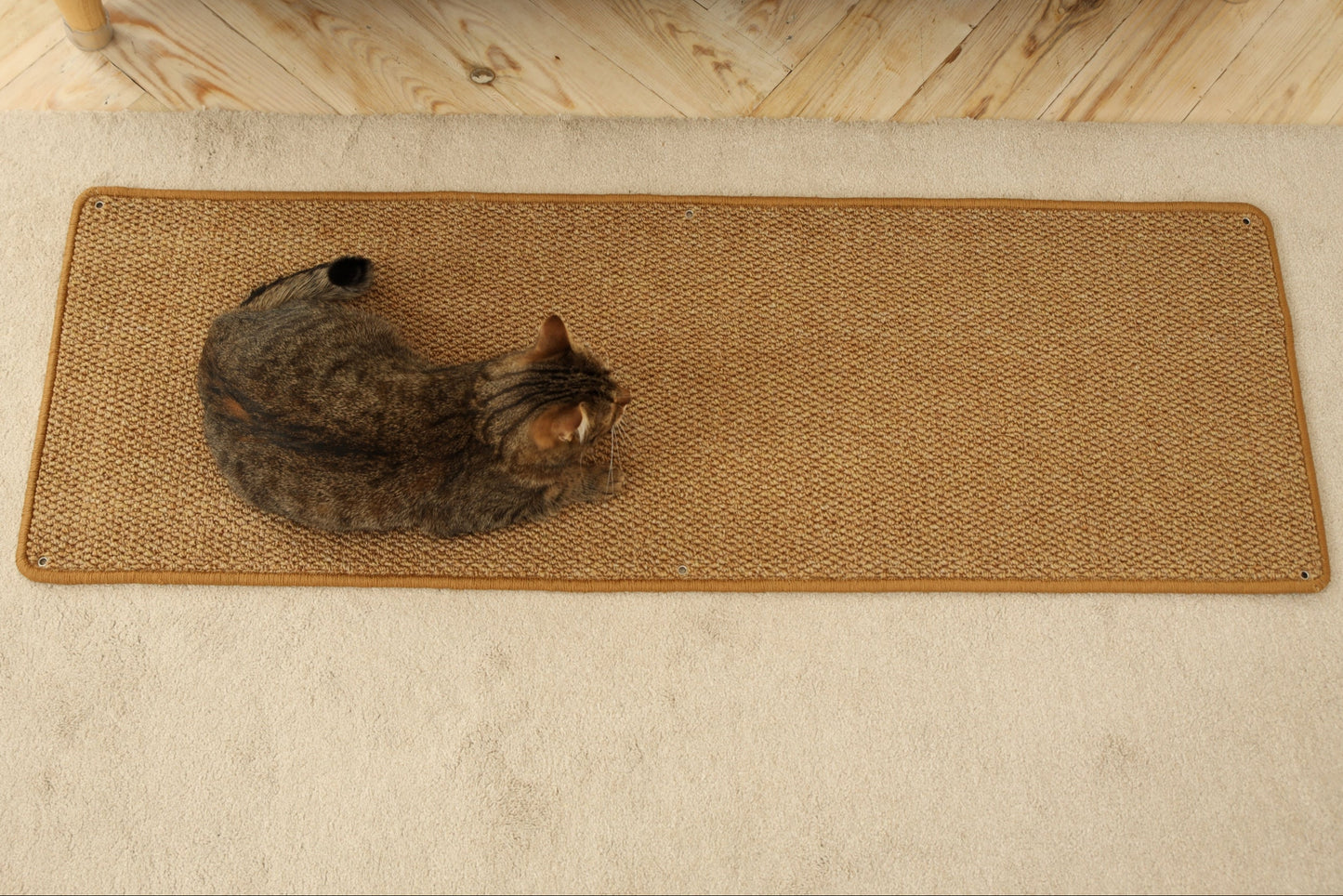 Cat Wall Climbing Carpet - Cat Wall Climber 50" x 17" with Fixed Nails