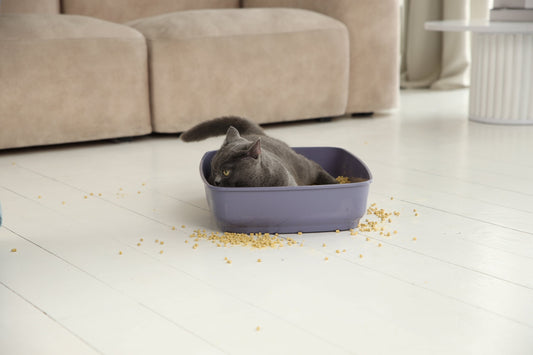 Low Litter Boxes, High Mess: The Real Cost of Poor Design