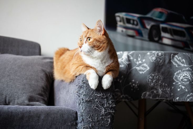 Scratched Couch? Torn Curtains? Your Cat Isn’t Naughty — They’re Just Bored.