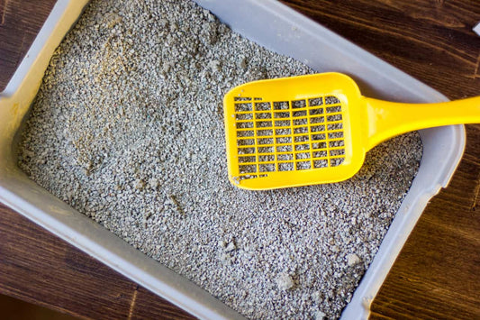 A Clean Litter Box = A Happy (and Healthy) Cat