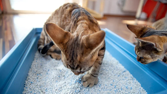 Litter Box Accessories That Make Life Easier (For You and Your Cat)