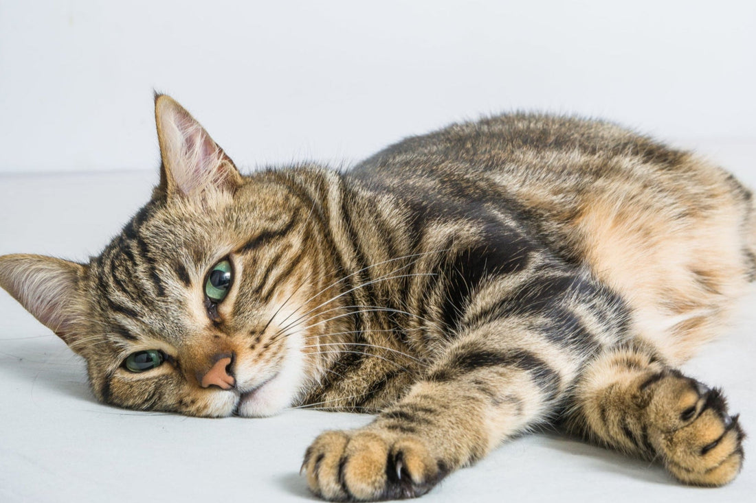 The Hidden Risk of Inactivity — Is Your Cat Gaining Too Much Weight?