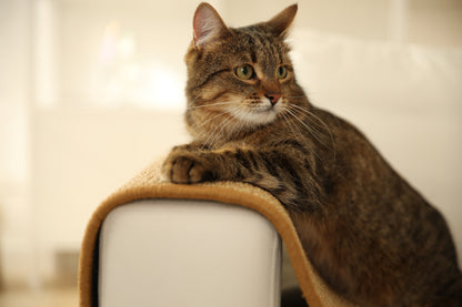 Cat Wall Climbing Carpet - Cat Wall Climber 67" x 17.5" with Fixed Nails