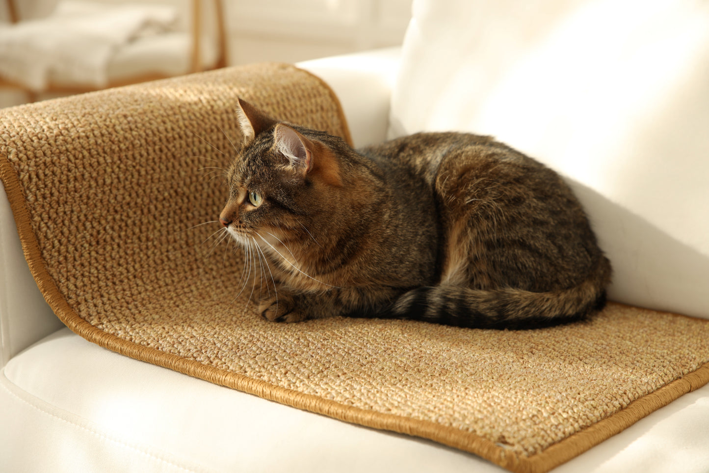Cat Wall Climbing Carpet - Cat Wall Climber 67" x 17.5" with Fixed Nails