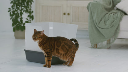 Cat Litter Box Pee Shields (4 Pcs)